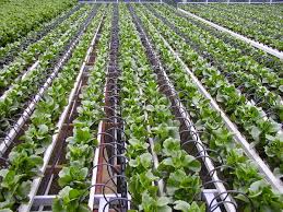Drip Irrigation